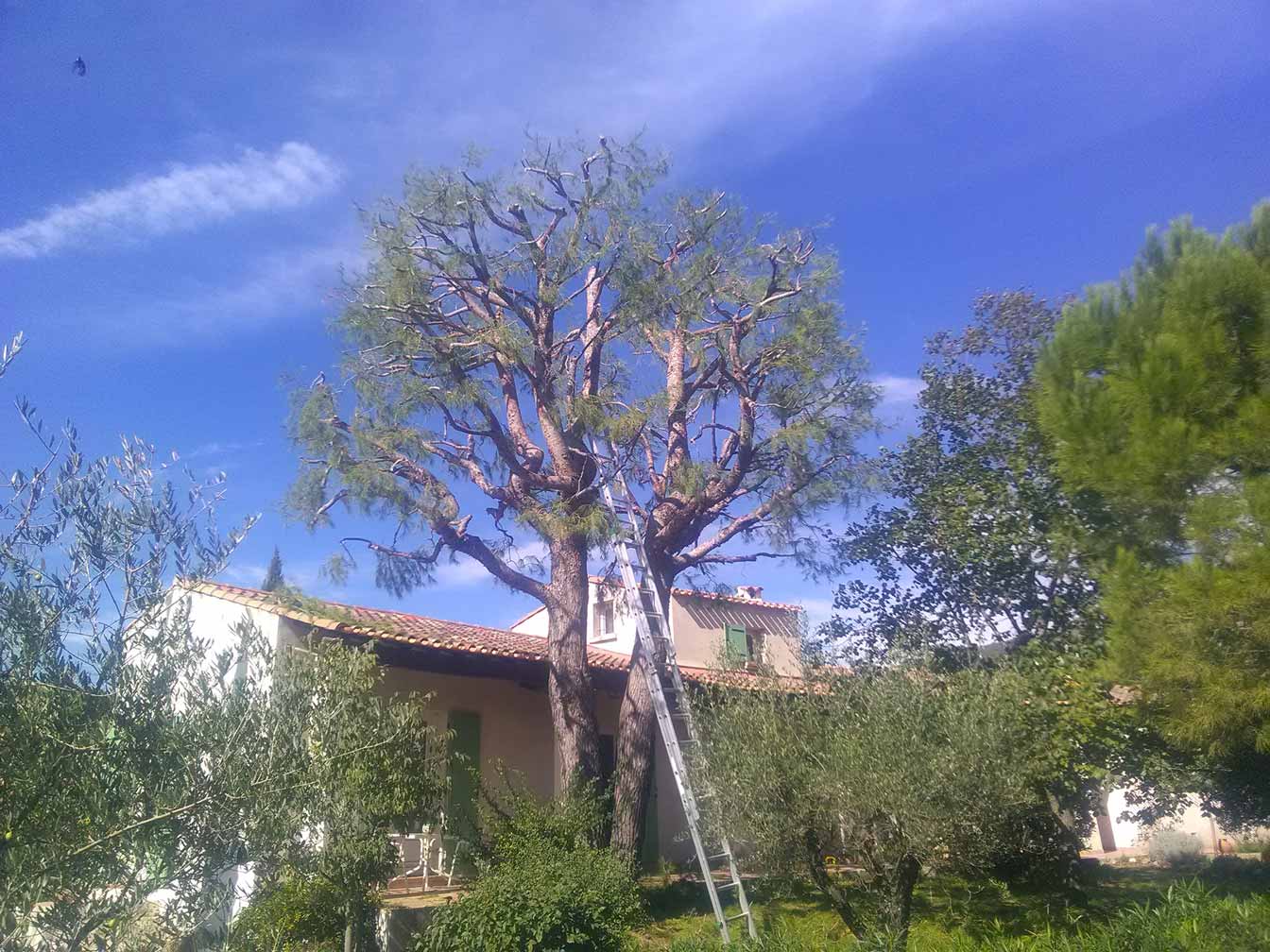 Travaux forestiers à Aubagne