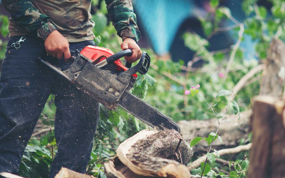 Abattage d’arbre : quand et pourquoi faire appel à un professionnel près de Cuges-les-Pins