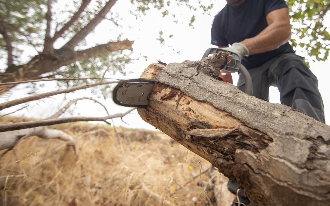 Pourquoi et quand réaliser un élagage d’arbre à Aix-en-Provence et ses environs ?